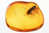 Detailed Fossil Soldier Beetle (Rhagonycha) in Baltic Amber #300670-1